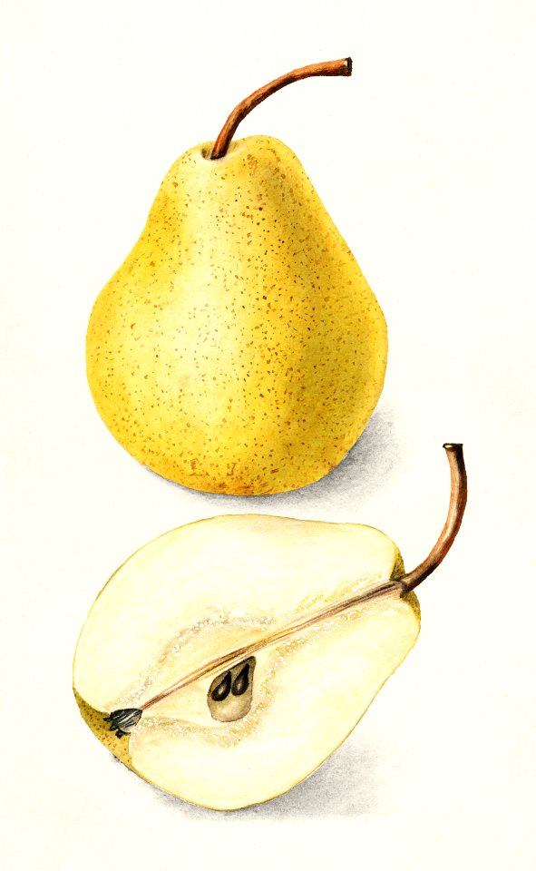 Pears (Pyrus Communis) (1904) by Bertha Heiges.