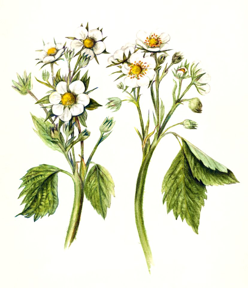 Strawberry Flowers (Fragaria) (1912) by Mary Daisy Arnold.