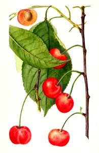 Cherries (Prunus Avium) (1896) by Deborah Griscom Passmore.. Free illustration for personal and commercial use.