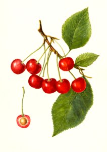 Cherries (Prunus Avium) (1914) by Amanda Almira Newton.. Free illustration for personal and commercial use.