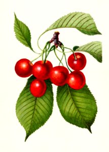 Cherries (Prunus Avium) (1894).. Free illustration for personal and commercial use.