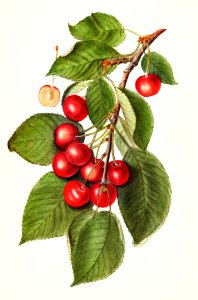 Cherries (Prunus Avium) (1911) by Ellen Isham Schutt.. Free illustration for personal and commercial use.