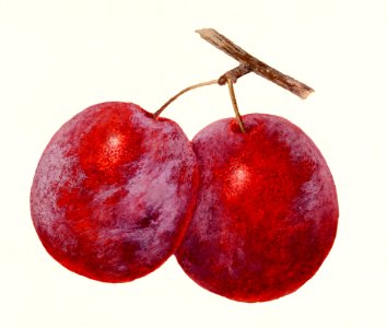 Plums (Prunus Domestica) by Deborah Griscom Passmore (1840–1911).. Free illustration for personal and commercial use.