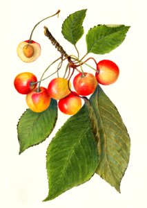 Cherries (Prunus Avium) (1913) by Amanda Almira Newton.. Free illustration for personal and commercial use.