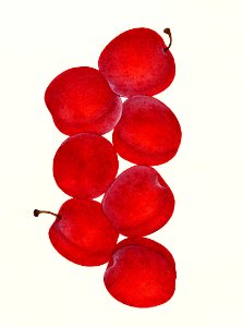 Plums (Prunus Domestica) (1888).. Free illustration for personal and commercial use.