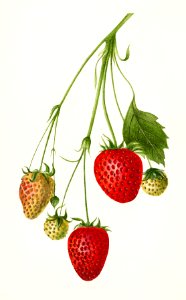 Strawberries (Fragaria) (1894) by Deborah Griscom Passmore.. Free illustration for personal and commercial use.