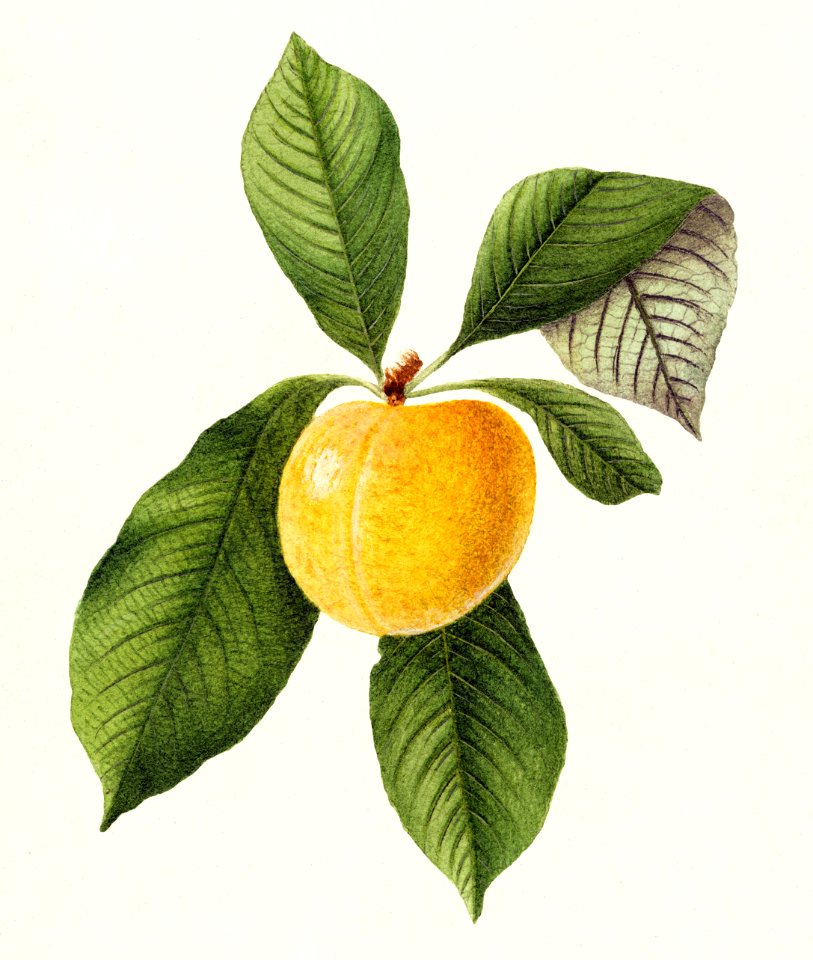 Plum (Prunus Domestica) (1894) by William Henry Prestele.