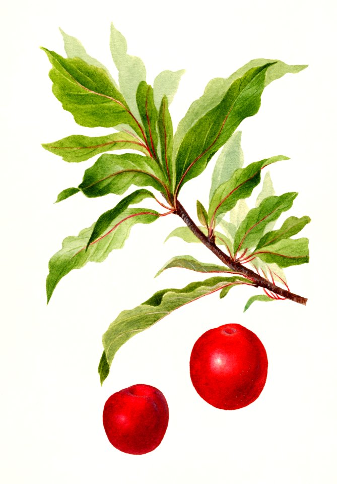 Plums (Prunus Domestica) (1895) by Deborah Griscom Passmore.