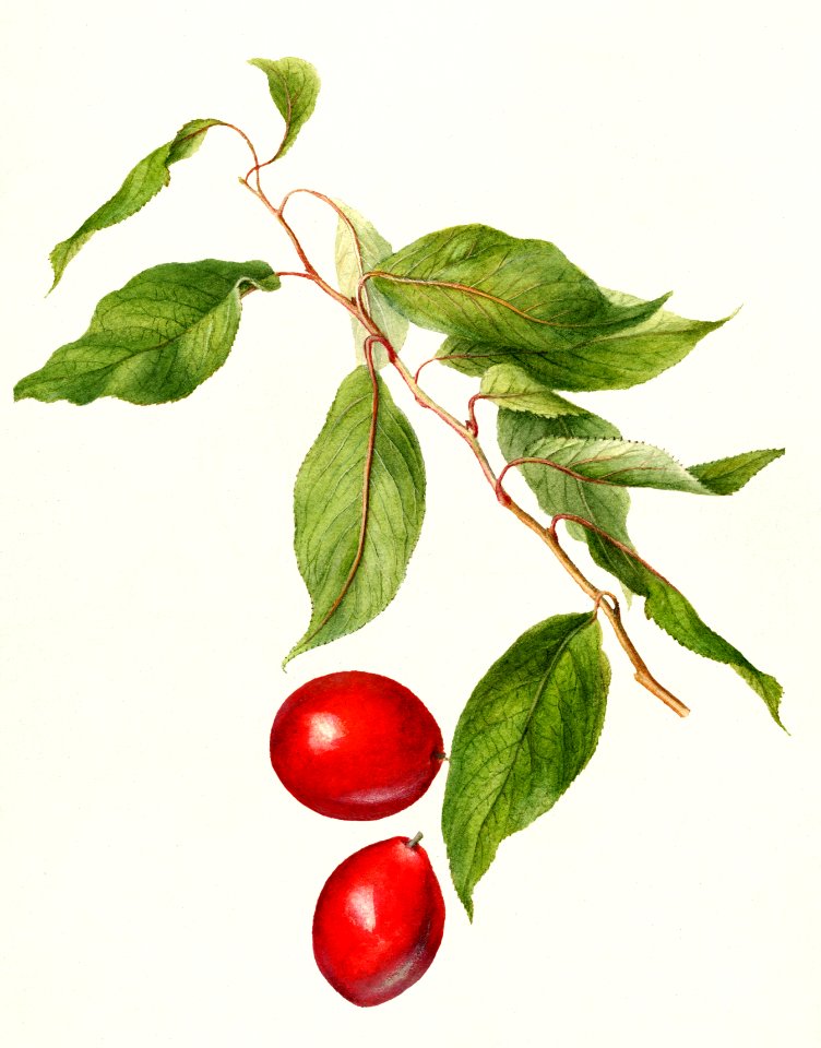 Plums (Prunus Domestica) (1896) by Deborah Griscom Passmore.