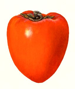 Vintage persimmon illustration.. Free illustration for personal and commercial use.