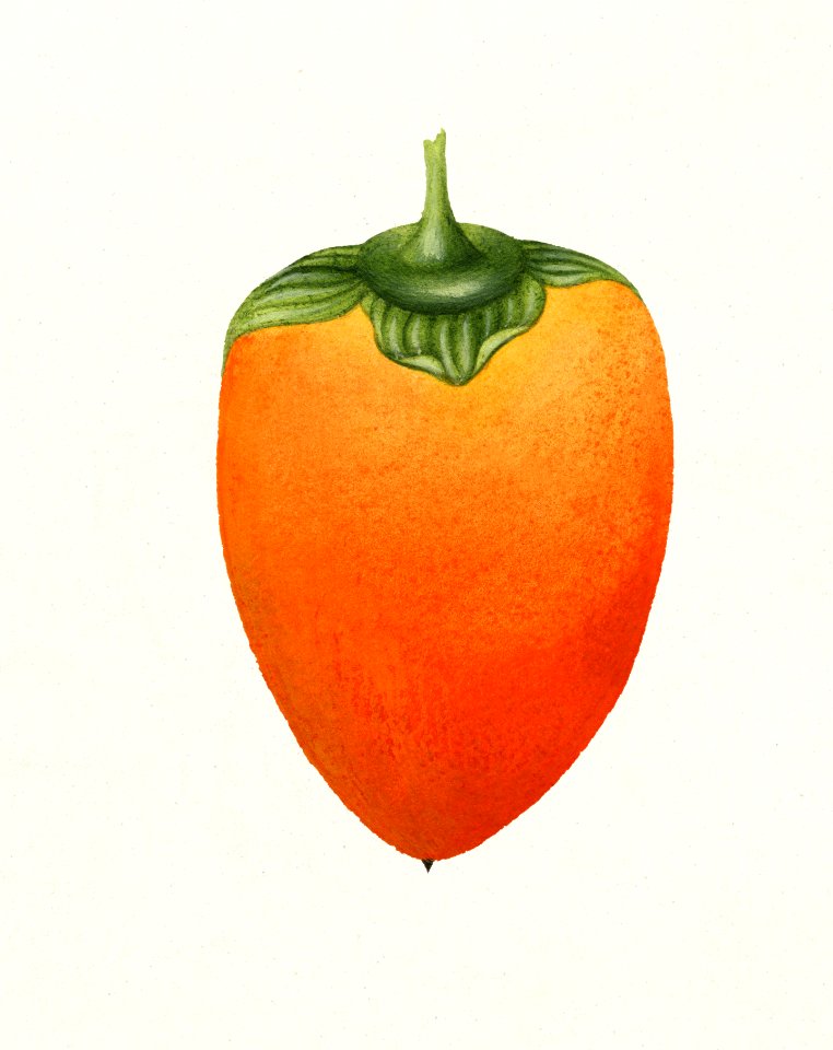 Persimmon (Diospyros) (1887) by William Henry Prestele.. Free illustration for personal and commercial use.