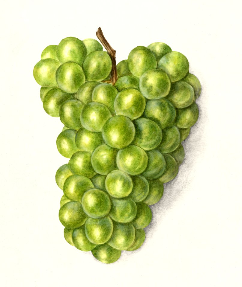 Vintage bunch of green grapes illustration.