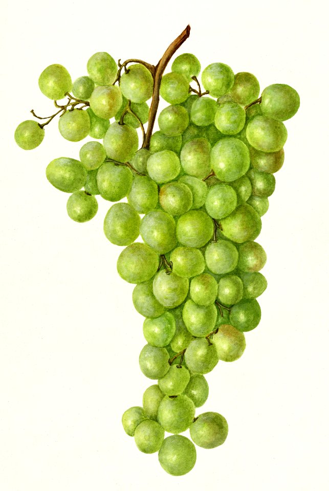 Vintage bunch of green grapes illustration.