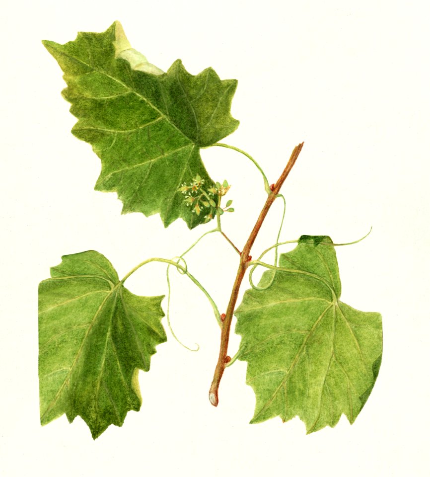 Grape (Vitis) (1907) by Amanda Almira Newton.