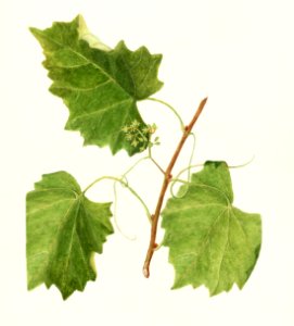 Grape (Vitis) (1907) by Amanda Almira Newton.. Free illustration for personal and commercial use.