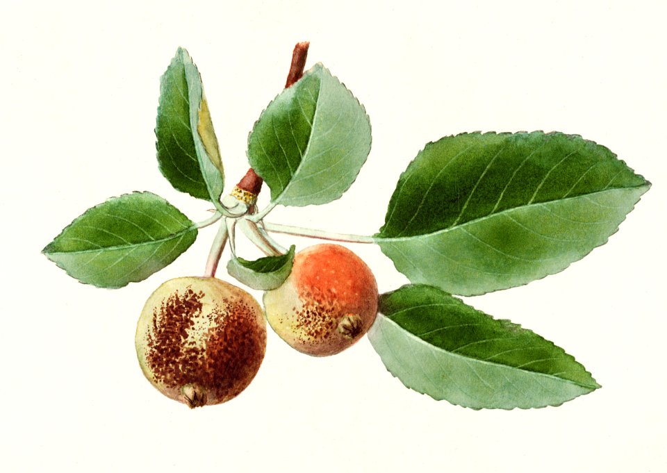 Apples (Malus Domestica) (1911) by James Marion Shull.