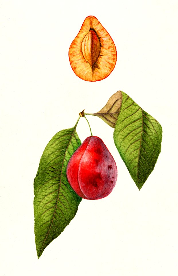 Plums (Prunus Domestica) (1894) by William Henry Prestele.