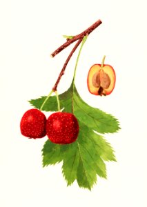 Chinese Hawthorns (Crataegus Pinnatifida) (1936) by James Marion Shull.. Free illustration for personal and commercial use.