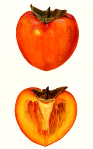 Vintage persimmons illustration.