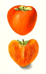 Vintage persimmons illustration.. Free illustration for personal and commercial use.