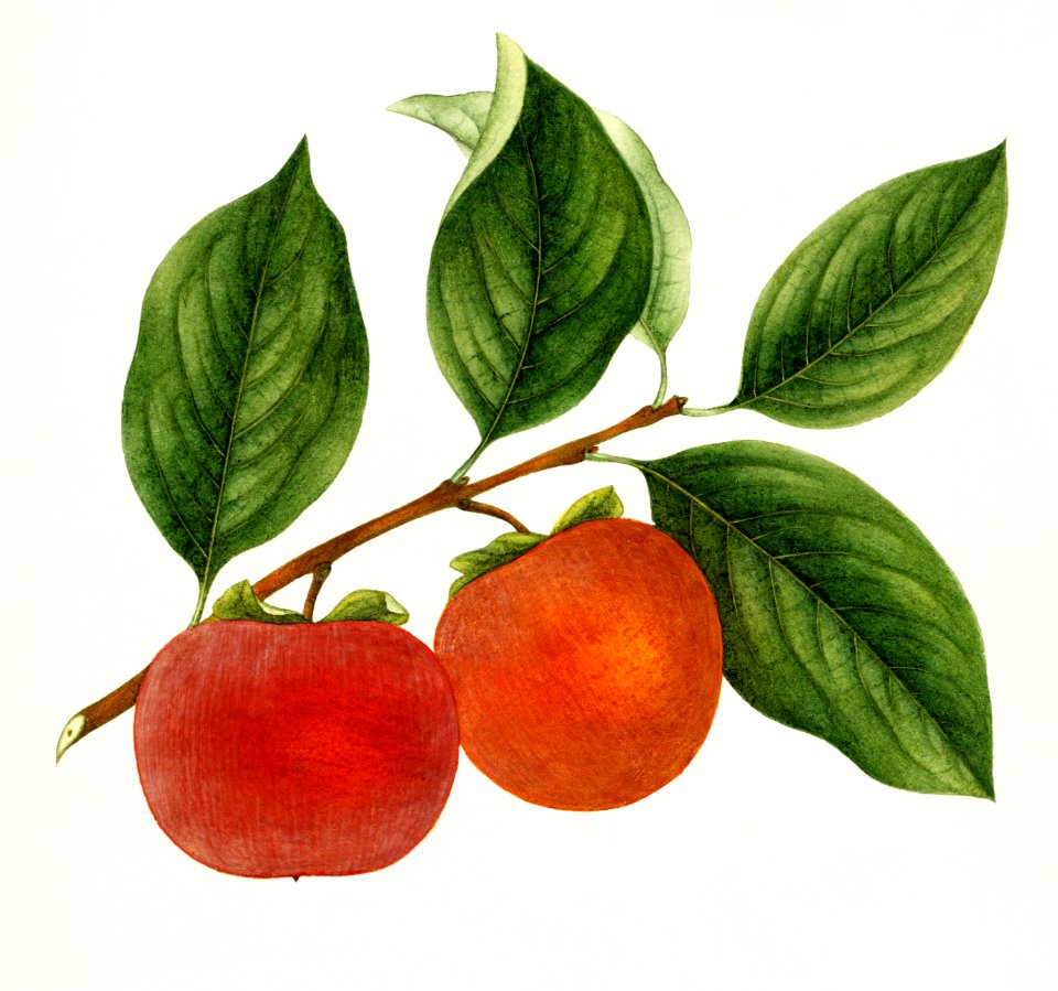 Vintage persimmon twig.