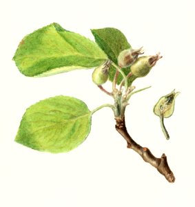 Apple Twig (Malus Domestica) (1905) by Ellen Isham Schutt.