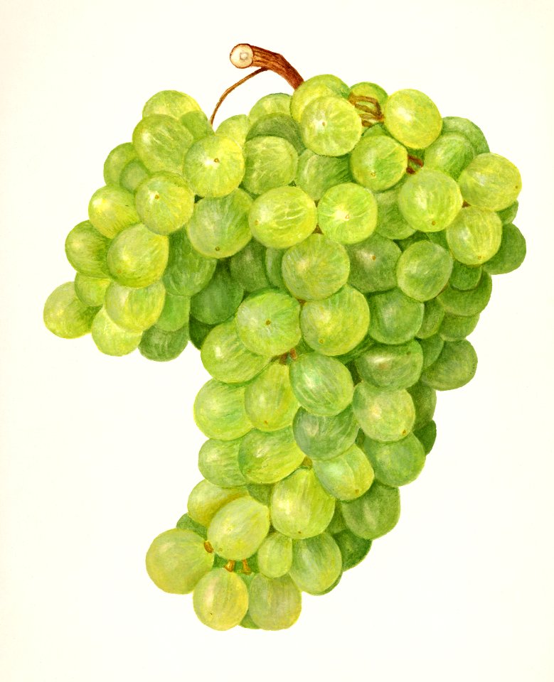 Vintage bunch of green grapes illustration.