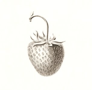 Strawberry (Fragaria) (1891) by anonymous.. Free illustration for personal and commercial use.
