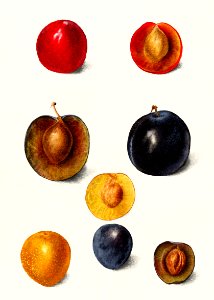 Plums (Prunnus Domeatica) (1898) by Deborah Griscom Passmore.. Free illustration for personal and commercial use.