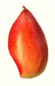 Mango (Mangifera Indica) (1910) by Ellen Isham Schutt.. Free illustration for personal and commercial use.