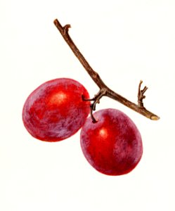 Plum (Prunus Domestica) n.d.. Free illustration for personal and commercial use.