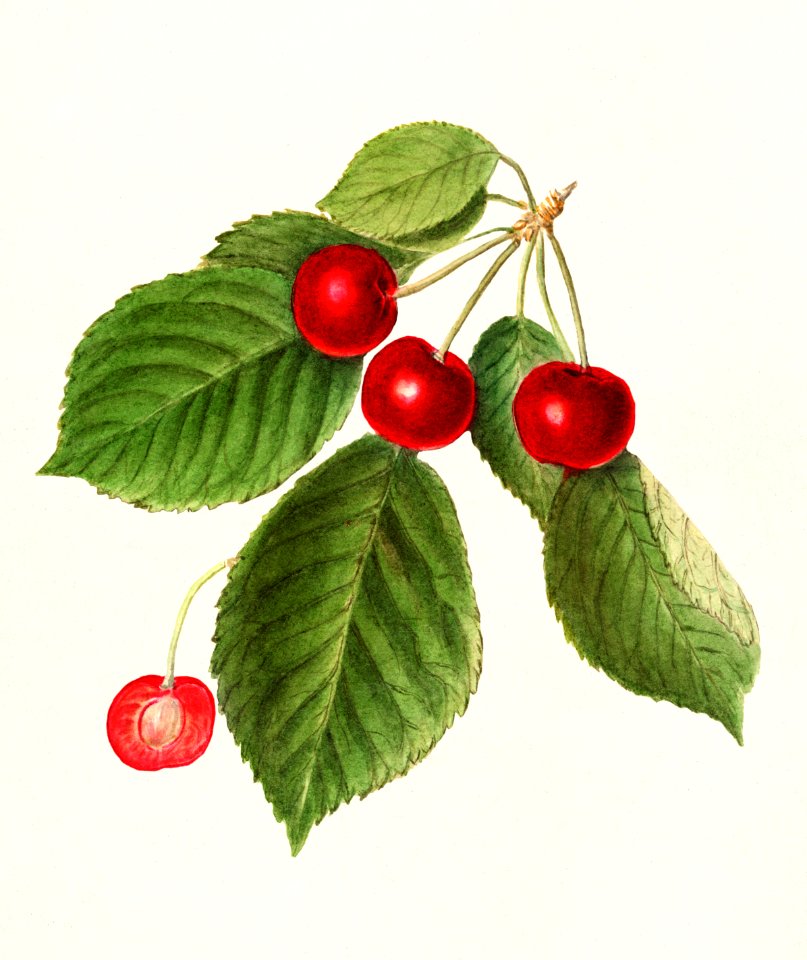 Cherries (Prunus Avium) (1911) by Ellen Isham Schutt.