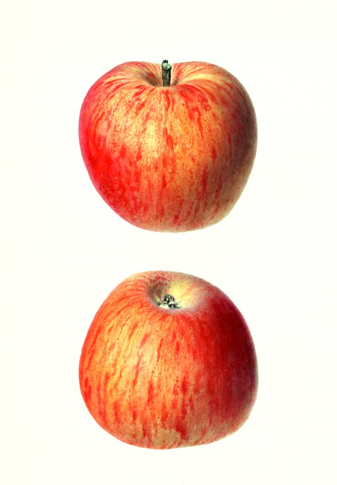 Apples (Malus Domestica) (1920) by Royal Charles Steadman.