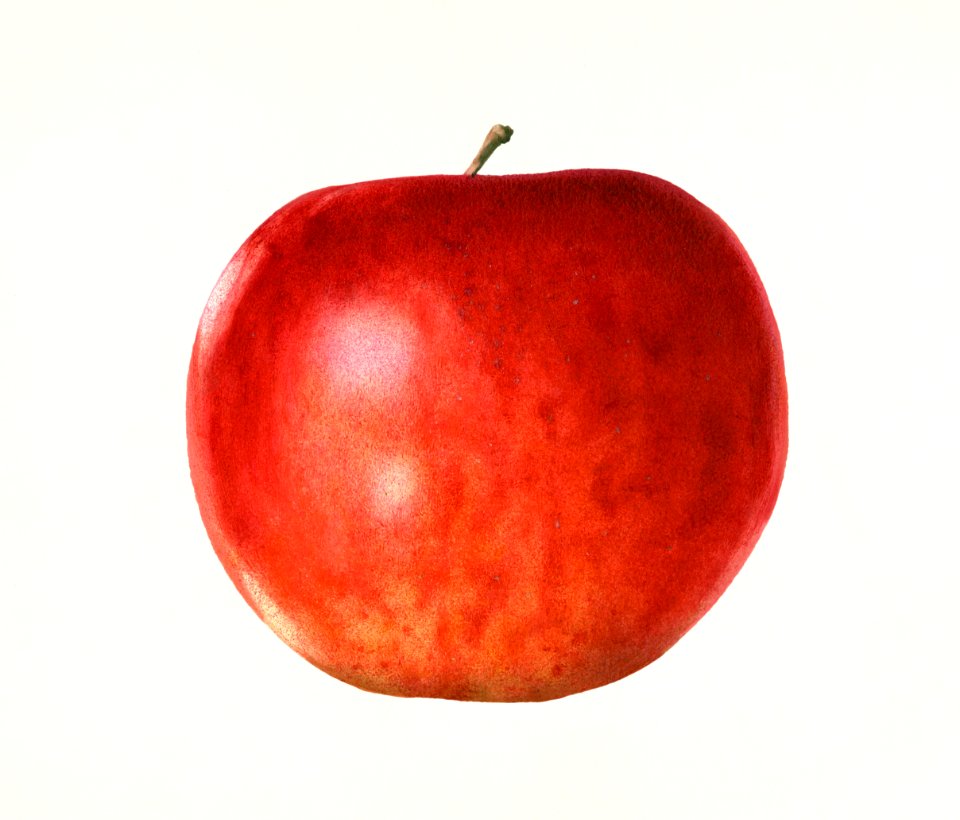 Apple (Malus Domestica) (1933) by anonymous.