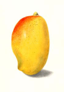 Mango (Mangifera Indica) (1904) by Deborah Griscom Passmore.. Free illustration for personal and commercial use.
