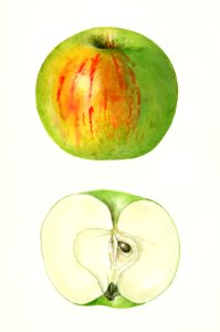 Apple (Malus Domestica) (1942) by Mary Daisy Arnold.. Free illustration for personal and commercial use.