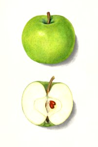Apples (Malus Domestica) (1913) by Mary Daisy Arnold.. Free illustration for personal and commercial use.
