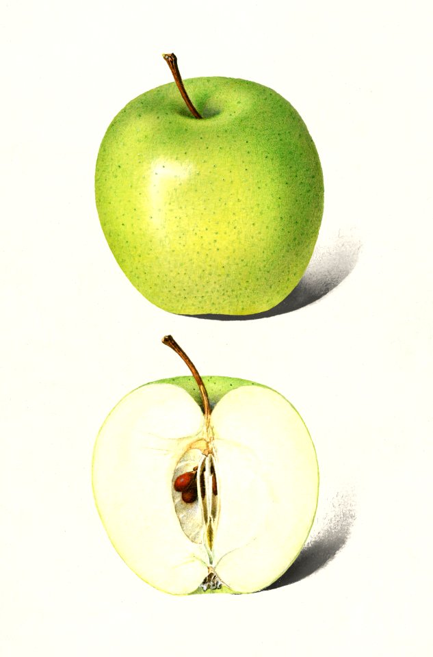 Apples (Malus Domestica) (1916) by Royal Charles Steadman.