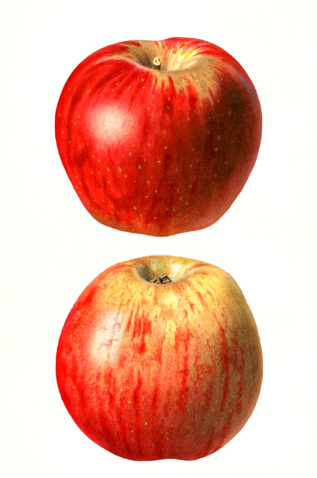 Apples (Malus Domestica)(1921) by Royal Charles Steadman.