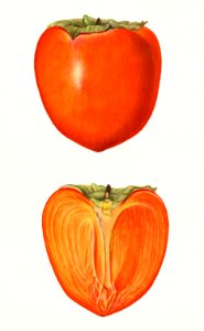Vintage persimmons illustration. Digitally enhanced illustration from U.S. Department of Agriculture Pomological Watercolor Collection. Rare and Special Collections, National Agricultural Library.