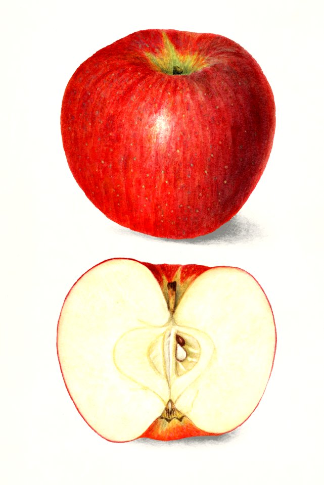 Apples (Malus Domestica) (1908) by  Amanda Almira Newton.