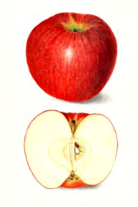 Apples (Malus Domestica) (1908) by Amanda Almira Newton.. Free illustration for personal and commercial use.