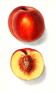 Vintage peaches illustration.. Free illustration for personal and commercial use.