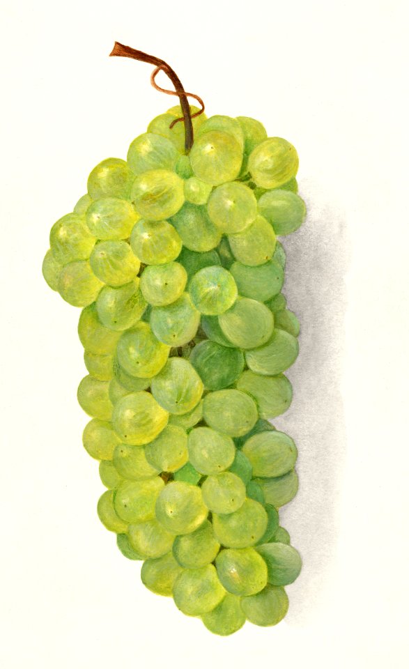 Vintage bunch of green grapes illustration.