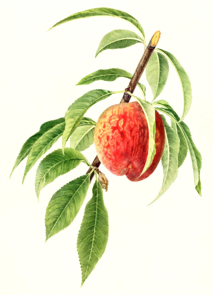 Peach twig (Prunus Persica) (1918) by Royal Charles Steadman.