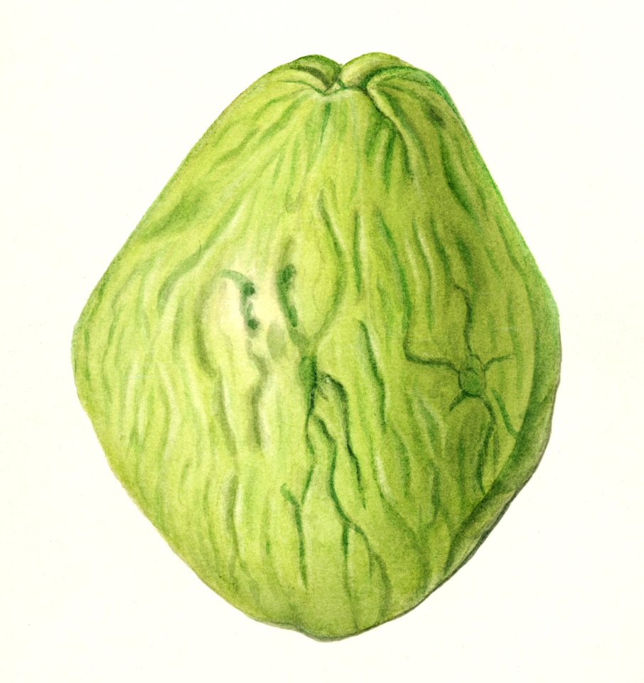 Chayote (Sechium Edule) (1910) by Ellen Isham Shutt.. Free illustration for personal and commercial use.