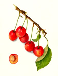 Cherries (Prunus Avium) (1910) by Amanda Almira Newton.. Free illustration for personal and commercial use.