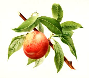 Peach bough (Prunus Persica) (1918) by Royal Charles Steadman.