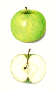Apples (Malus Domestica) (1913) by Amanda Almira Newton.. Free illustration for personal and commercial use.