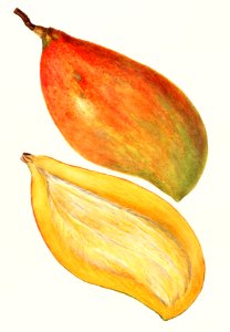Mangoes (Mangifera Indica) (1908) by Amanda Almira Newton.. Free illustration for personal and commercial use.